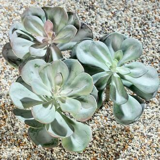 Plastic Echeveria Mediterranean