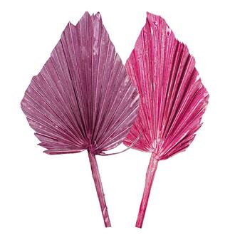 Palmspear Frosted