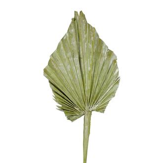 Palmspear Frosted