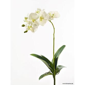 Kunststoff Phalaenopsis Lilly