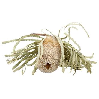 Banksia Hookerana SA