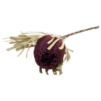 Banksia Hookerana SA