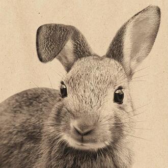 Easter Napkin Rabbit Karl