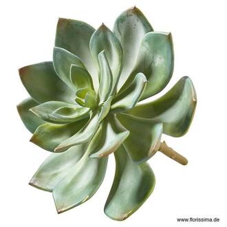 Plastic Echeveria Pick San Remo