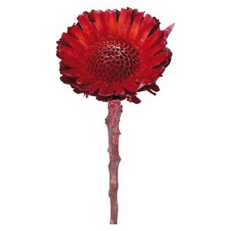 Compacta trimmed Frosted