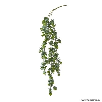 Cintre en Plastique Eucalyptus Parme