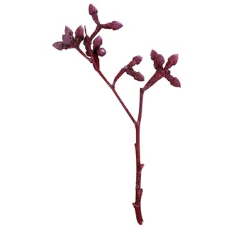 Mushroom Gum Frosted