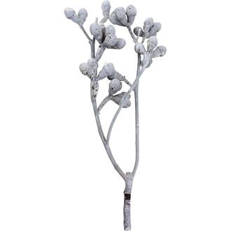 Gomme aux Champignons