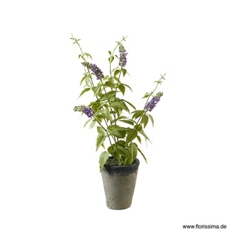 Kunststoff Steppensalbei Alassio