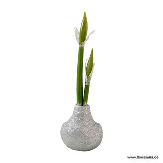 Kunststoff Amarylliszwiebel Glitter