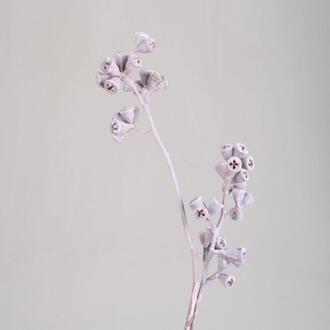 Eukalyptuszweig Frosted