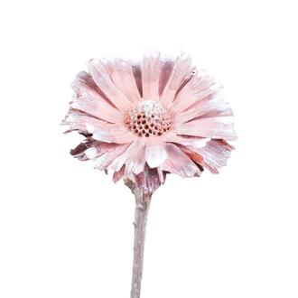 Repens Taillé Givré