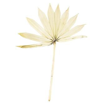 Sunspear