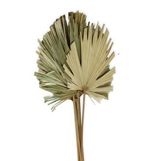 Palmspear