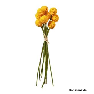 Kunststoff Craspediabund Chic