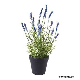 Kunststoff Lavendel Lavendula