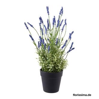 Plastic Lavender Lavendula