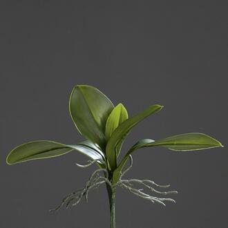Kunststoff Orchideenblatt Brühl