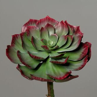 Plastic Echeveria Thick Leaf