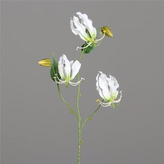 Kunststoff Gloriosa Jeanette