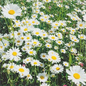 Napkin Daisies