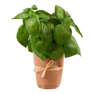 Plastic Plant Basil