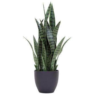 Plastic Sanseveria