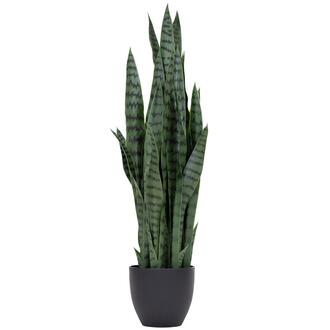 Plastic Sanseveria