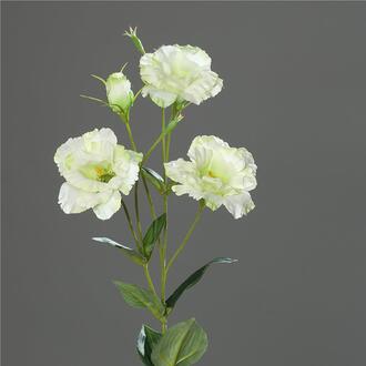 Lysianthus Claire en Plastique