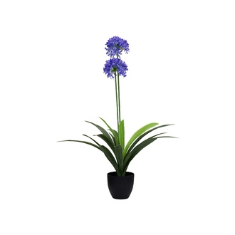 Plastic Agapanthus Flori
