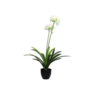 Plastic Agapanthus Flori