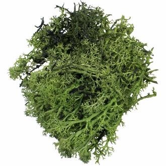 Iceland Moss