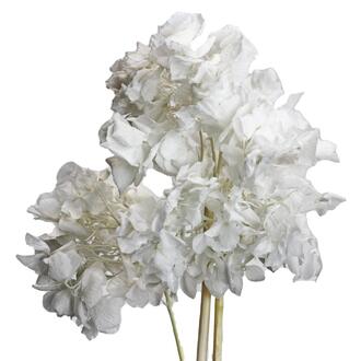 Hortensie