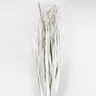 Palme