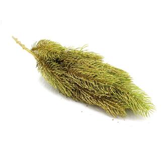 Plastic Fir Pick Glorious