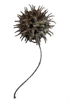 Amberbaum (Liquidambar)