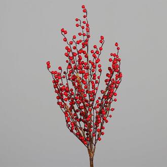 Berry Branch Joel
