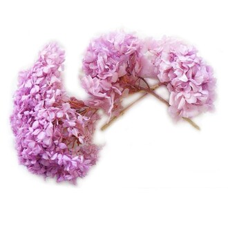 Hydrangea