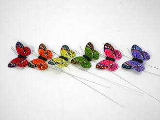 Feather Butterfly Sunny