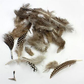 Feder Perlhuhn