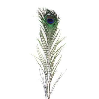 Feather Peacock