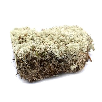 Trockenmoos Islandmoos/Polar extra