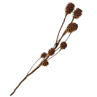Branche de Salignum