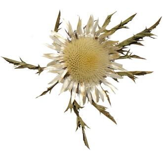 Silberdistel