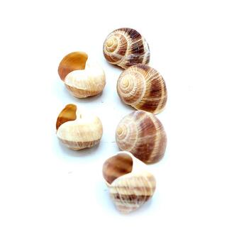 Weinbergschnecke Ring