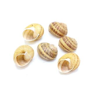 Weinbergschnecke Gina