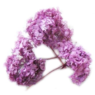 Hortensia