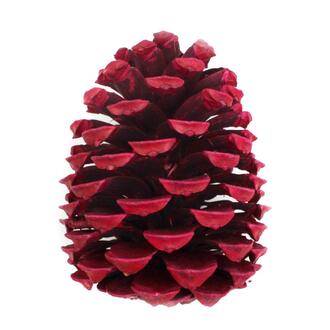Maritima New Red