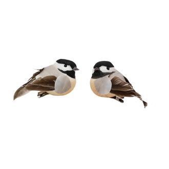 Feder Vogel Peter