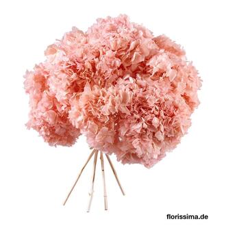 Hortensie